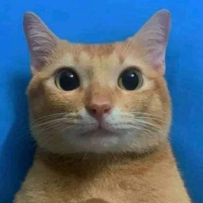 unknown cat